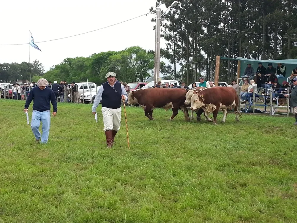Alejandro Costa en la jura de Hereford en la Expo Melo