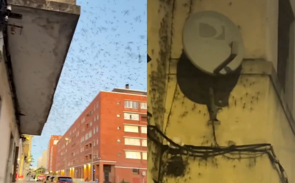 Invasión de libélulas en Montevideo