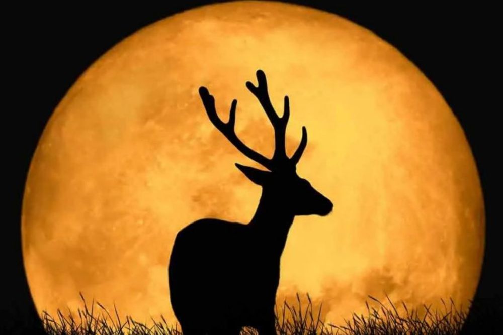 Silueta de un ciervo frente la luna llena.