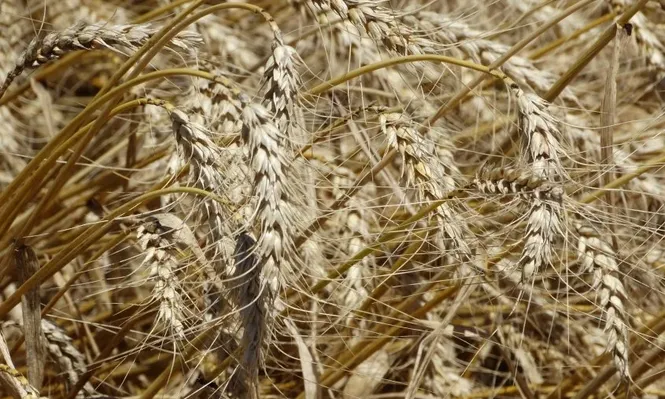 En trigo sube el costo de los insumos, pero bajan los de post cosecha.