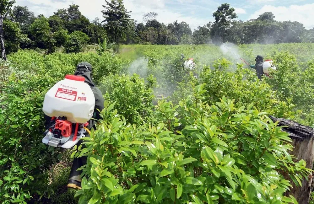 Fumigación de plantas de coca por parte del ejército colombiano. (Archivo)