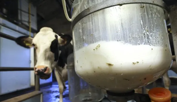 Producción de leche en Uruguay.