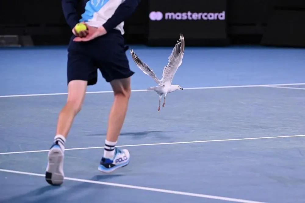 La gaviota en el Abierto de Australia