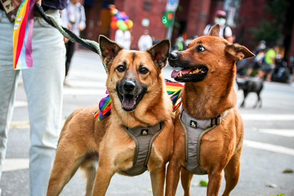 Los perros inactivos tienen casi siete veces más probabilidades de desarrollar demencia. &nbsp;