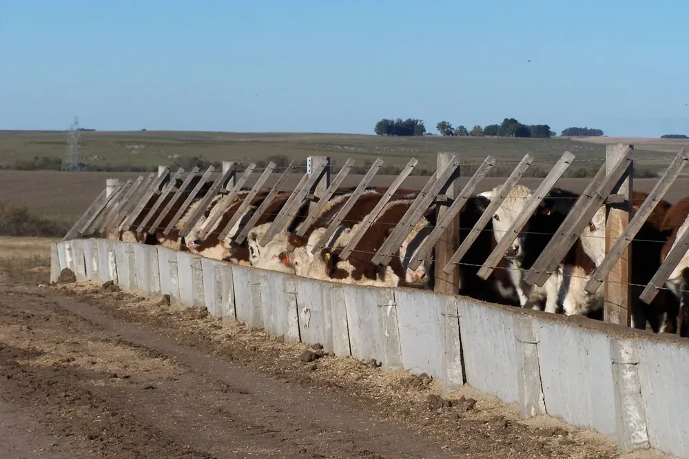 Corral de engorde, en un campo en Durazno.