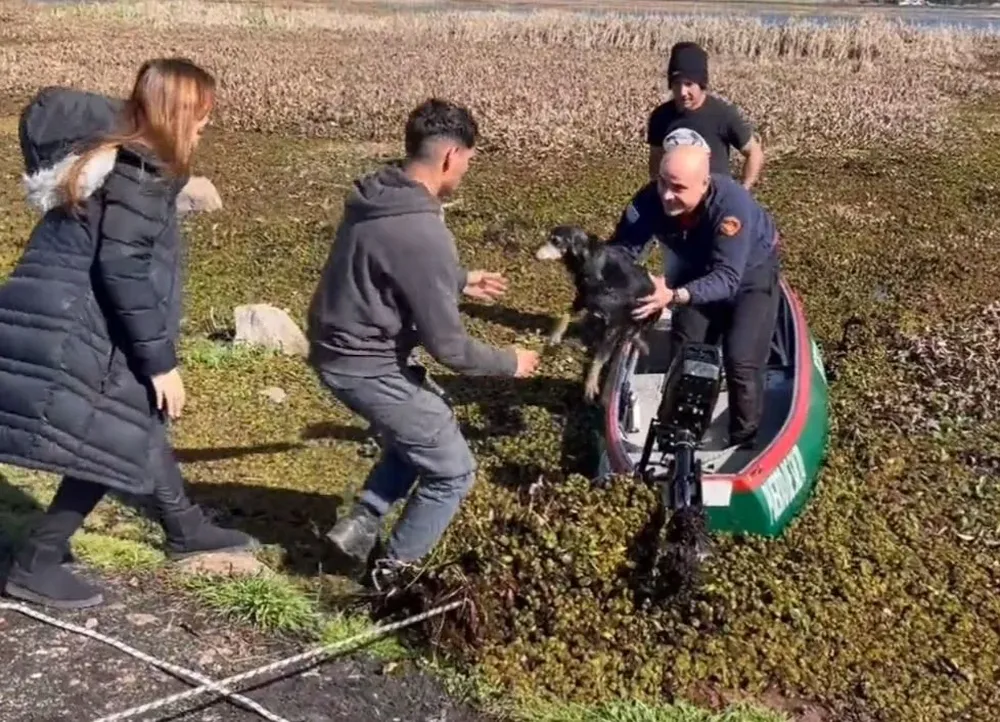 Así rescataban a la perra en la Laguna del Diario
