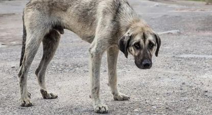 comenzará el debate en la cámara de diputados de la ley conan contra el maltrato animal