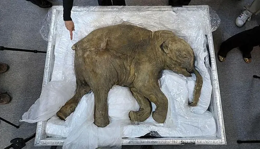 El mamut mejor conservado