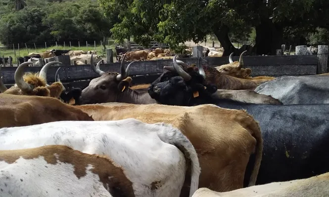Las tensas esperas del agro uruguayo