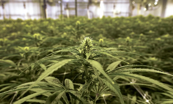 Alarma en la industria del cannabis en EEUU: una prohibición federal amenaza el mercado nacional y la producción en Latinoamérica