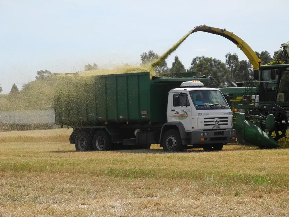 Los granos lideran las exportaciones del sector agropecuario
