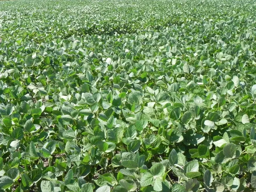 En algunas chacras la ausencia de humedad en el suelo es preocupante.