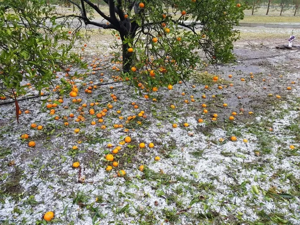 Se reclama estudiar alguna herramienta tecnológica que sea complementaria al seguro y aplicable en Salto.