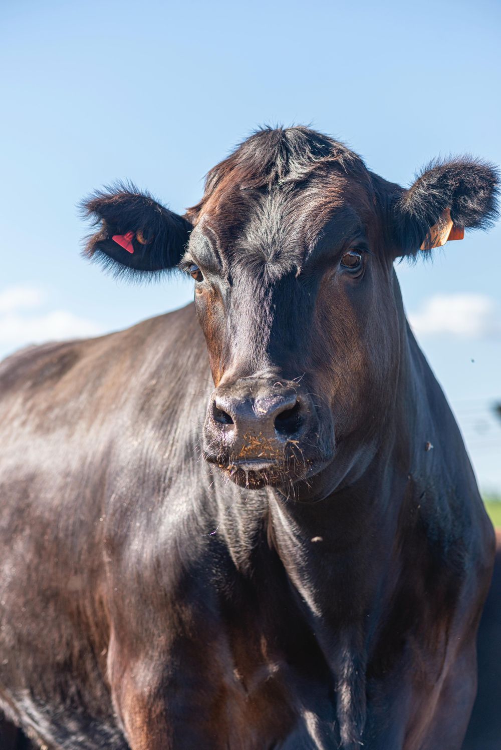 ADP - Agronegocios del Plata.