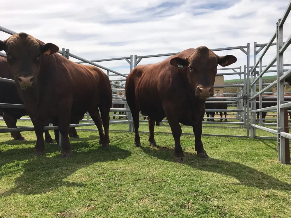 Indarte y Cía ofertará rematará toros este viernes en Río Negro.