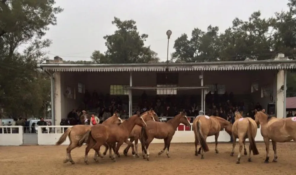 Remató Zambrano & Cía con la administración de Scotiabank