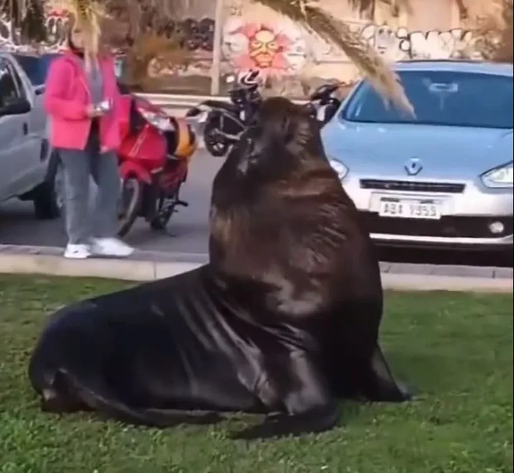 Lobo marino en Piriápolis