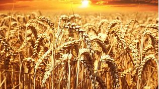 El trigo aportaría unos U$S3.900 millones a la economía, luego de una producción récord