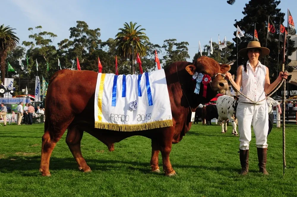 El Gran Campeón Brangus llegó desde Sarandí del Yi