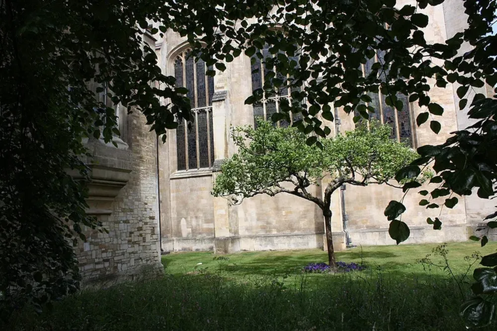 Un supuesto sucesor del árbol del que cayó la manzana que inspiró a Newton en Cambridge