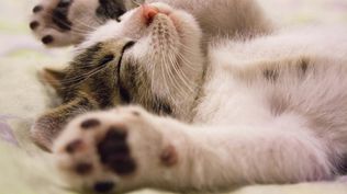 Los gatos domésticos mayores de 7 años tienen un mayor riesgo de desarrollar esta enfermedad mortal.