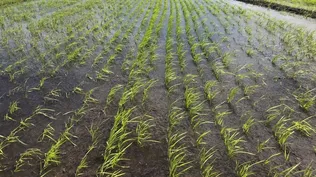 El cultivo de arroz se hace 100% bajo riego.
