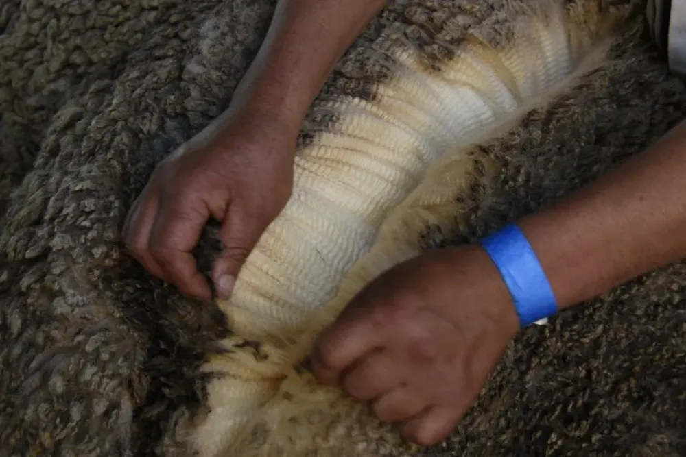 La lana es el principal rubro ovino de exportación