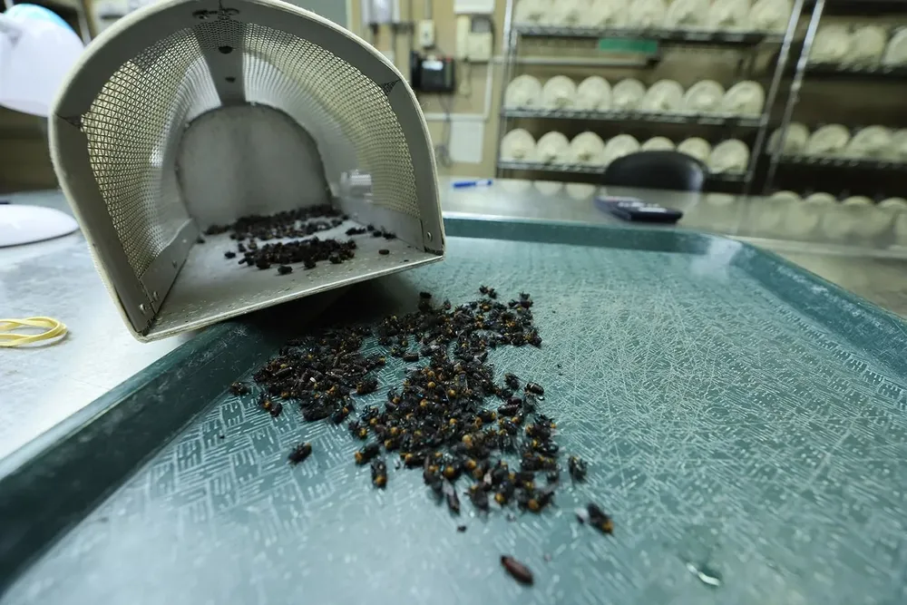 Las moscas se dispersarán de sur a norte.