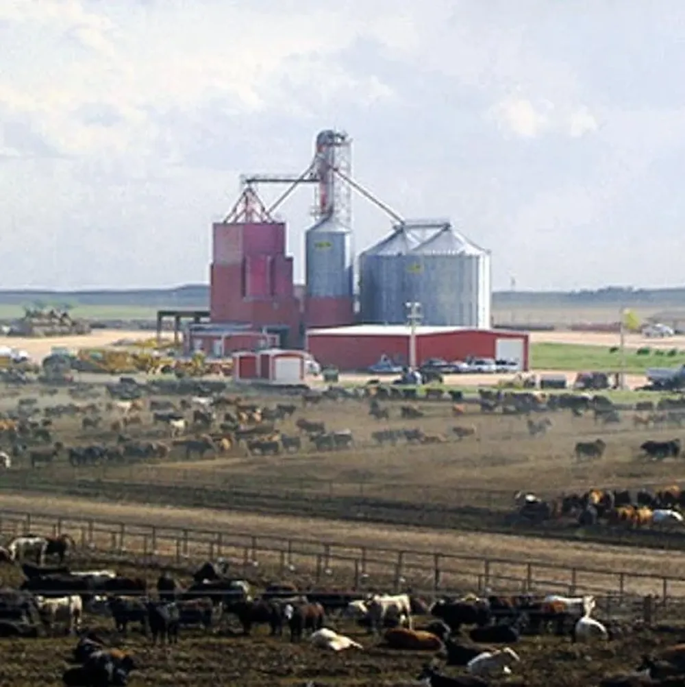 Feedlot en Texas