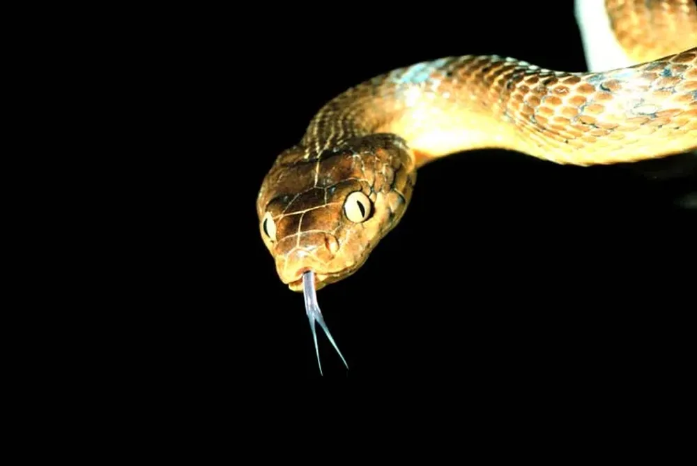 La serpiente arbórea marrón (Boiga irregularis) es una especie invasora que ha terminado con la mayoría de la población de aves de Guam