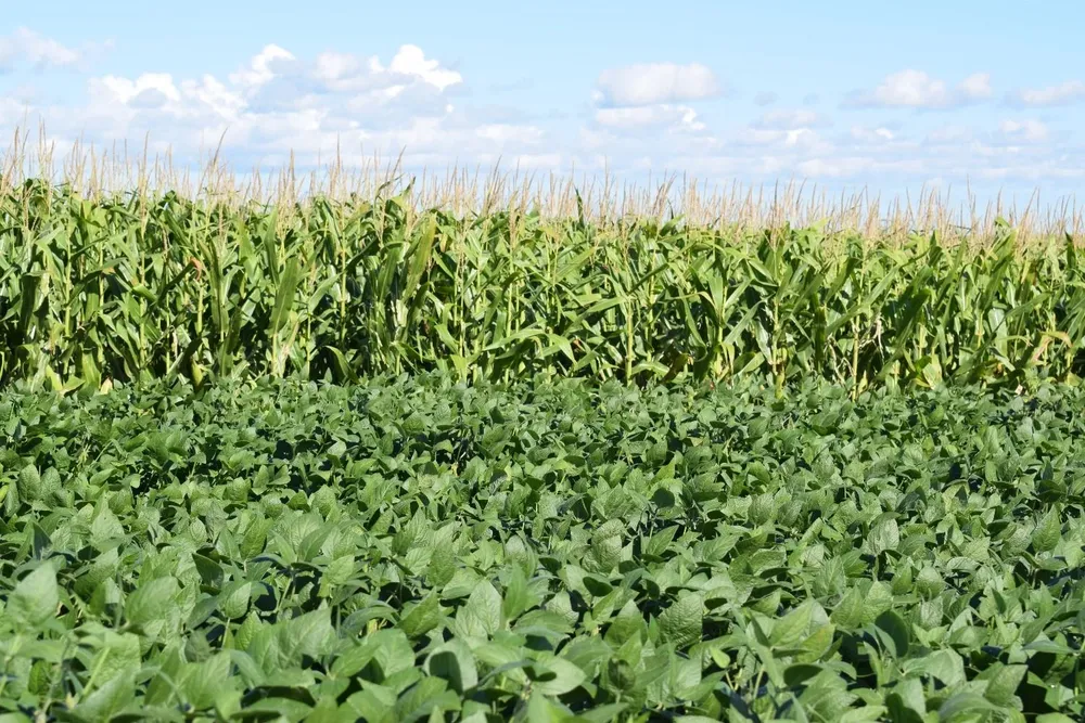 Wellenstein subrayó la importancia de la trazabilidad y de producir con confianza, como en Uruguay