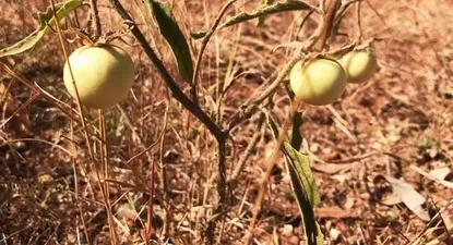 El tomate de Australia que cambia de sexo y desconcierta a los científicos