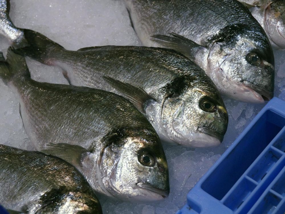 Preocupación por elevados niveles de mercurio en latas de atún.
