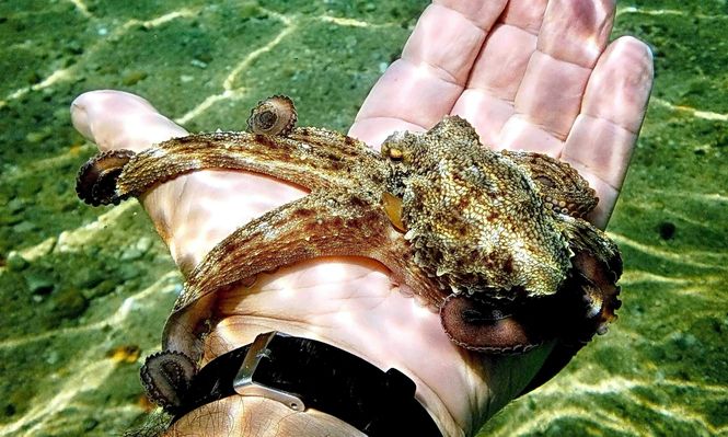 Los pulpos pueden realizar tareas complejas gracias a su impresionante capacidad de aprendizaje. &nbsp;