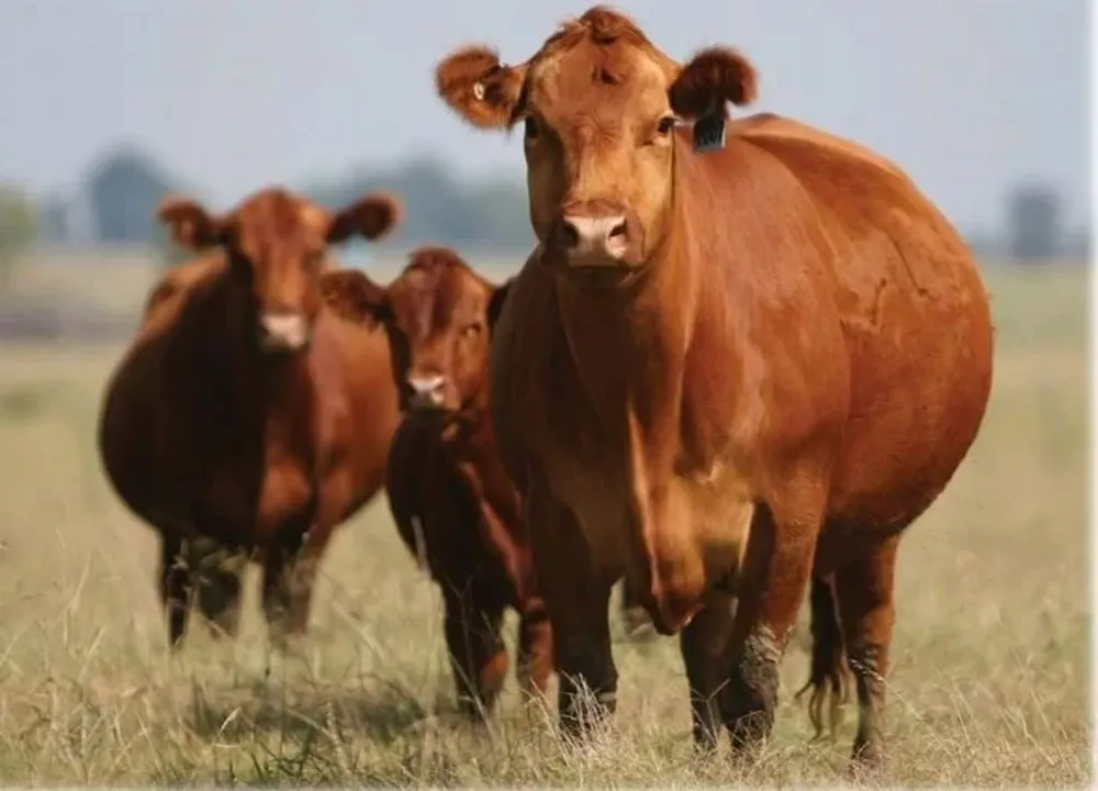 Faena de vacas preñadas, un tema que preocupa.