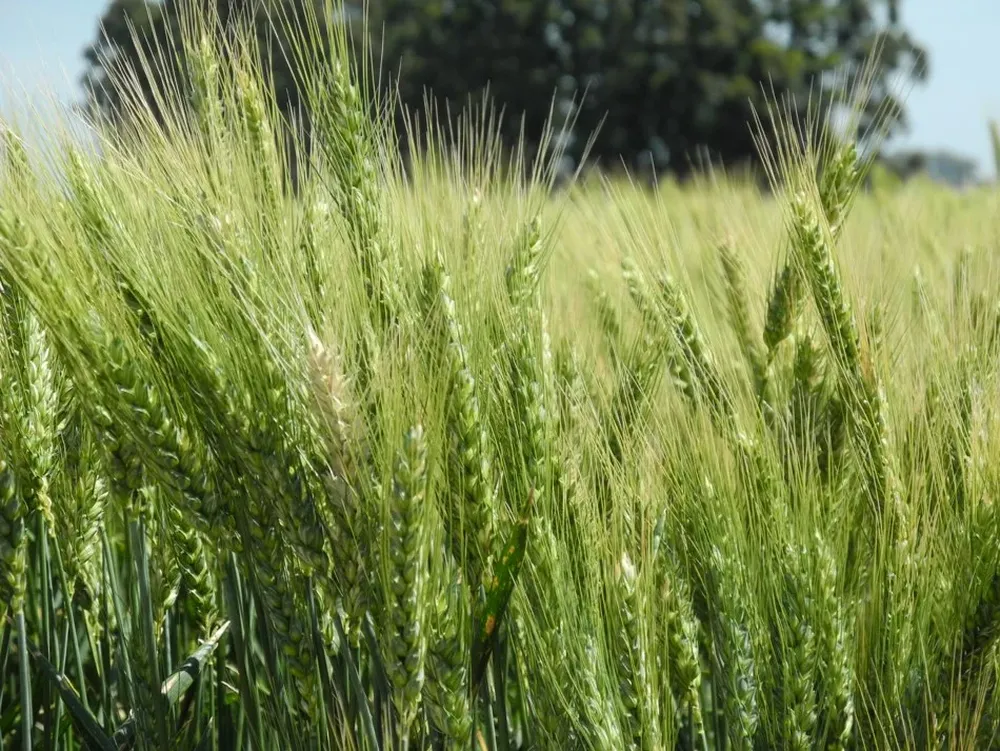 El cereal está en pleno desarrollo en esta campaña