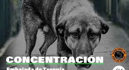 Animalistas se concentrarán frente a la embajada turca en Madrid contra el genocidio canino en este país.