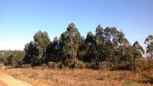 La superficie a forestar alcanza a 2.357 hectáreas, divididas en 10 establecimientos