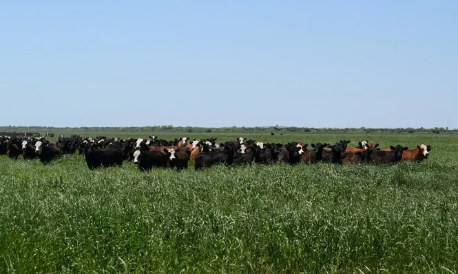 Ganado pastando al sol en un campo en Rocha.