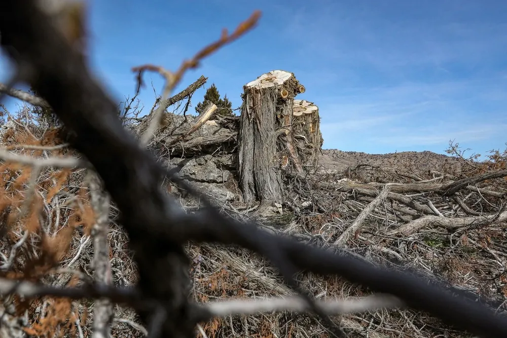 Casi 150 robles pluricentenarios fueron cortados desde principios de 2022, aseguró un policía local