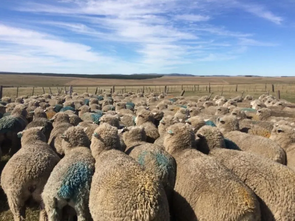 Robaron más de 60 ovejas en Canelones