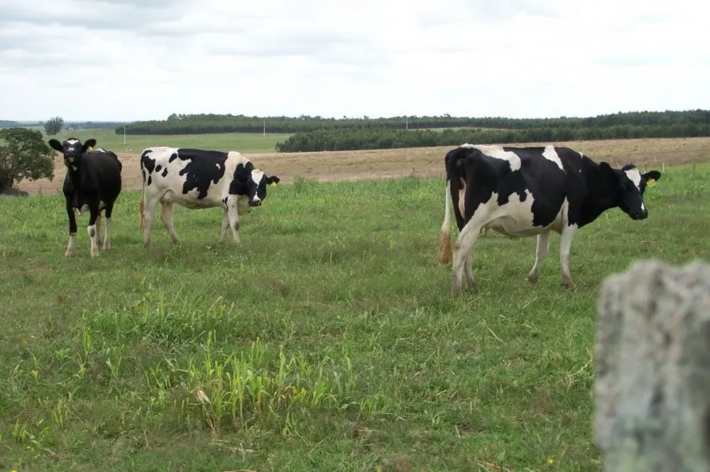 Los planes de uso del suelo, obligatorios en agricultura, se exigen para muchos tamberos.