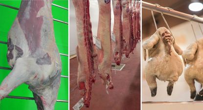 Faena de vacunos, lanares y pollos.