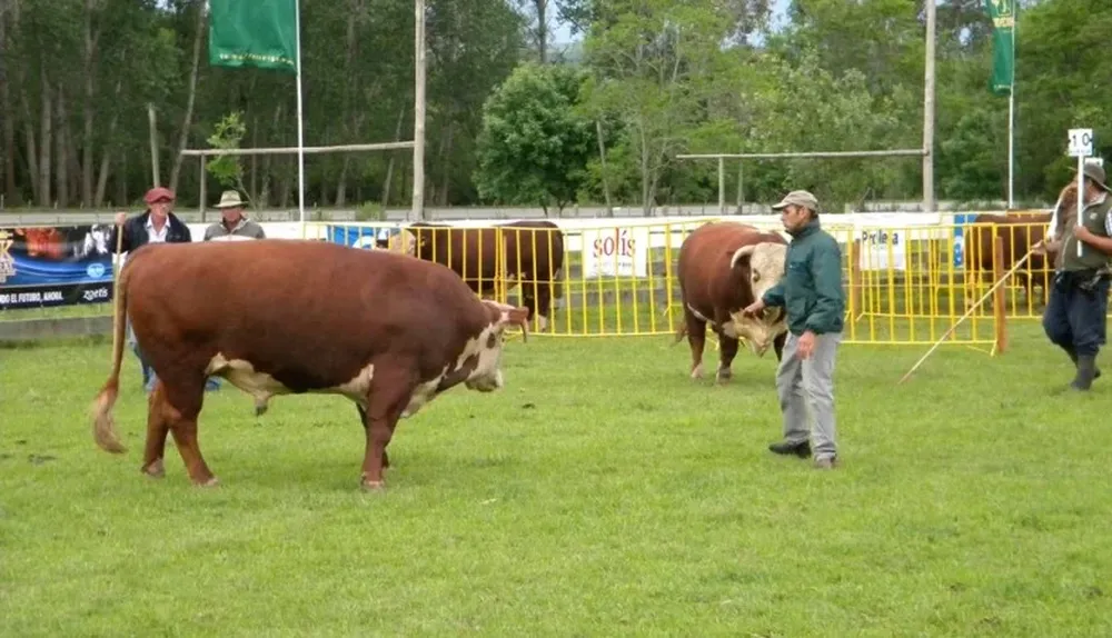 Se pudo apreciar un excelente nivel de reproductores en la pista de Lavalleja