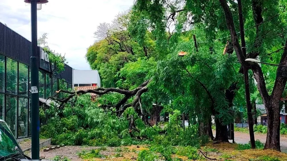 La caída de árboles provocó muchos cortes de luz