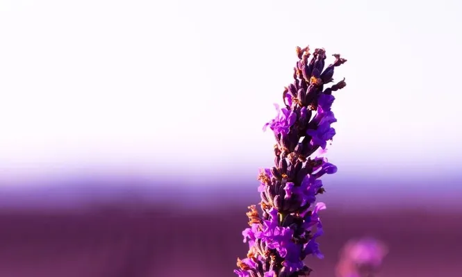 La respiración tiene relación directa con las emociones y la cognición