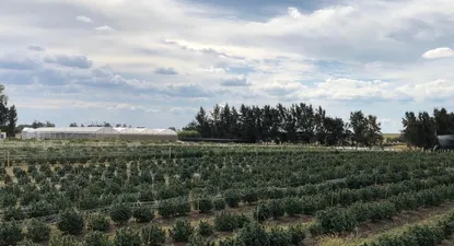 Uruguay está explorando el desarrollo del cultivo del cáñamo en Uruguay.