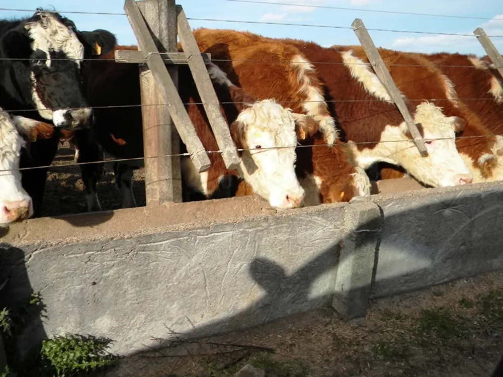 Los novillos bajaron apenas US$ 0,01 por kilo en segunda balanza