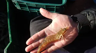 Camarones con el tamaño adecuado para ser capturados.