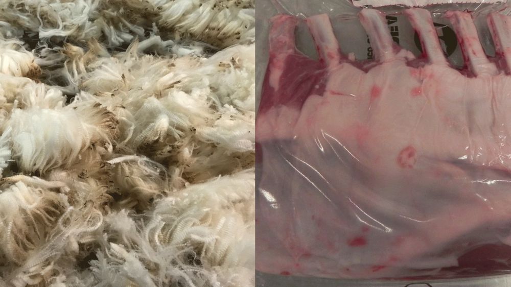 Lanas y carne ovina, con exportaciones en lo que va del año que han mostrado diferentes comportamientos.